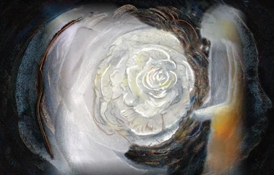 Picture of White Rose